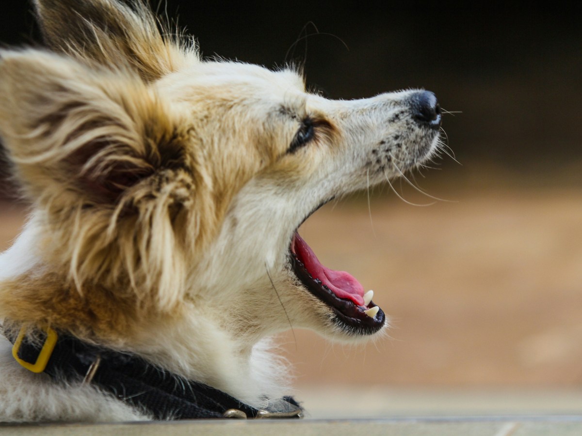 Learning a language Vs. Learning to&nbsp;dance